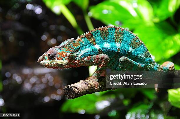 madagascan panther chameleon. - camaleon stock pictures, royalty-free photos & images