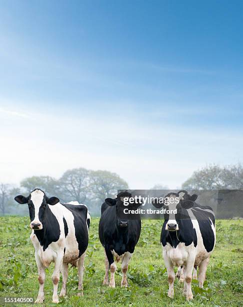 three curious cows looking at the camera - dairy pasture stock pictures, royalty-free photos & images