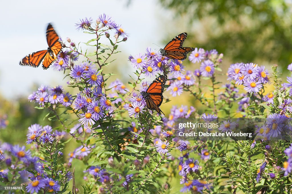 Close-up Monarch butterflies resting on flowers