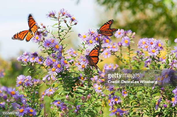 close-up monarch butterflies resting on flowers - orange butterfly stock pictures, royalty-free photos & images