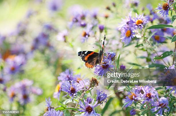 red admiral butterfly series - atalanta stockfoto's en -beelden