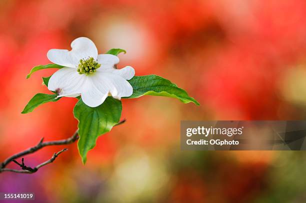 cornus florida blossoms - dogwood blossom - fotografias e filmes do acervo