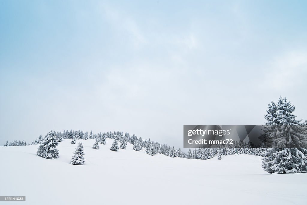 Winterlandschaft mit Schnee und Nadelbäumen aus