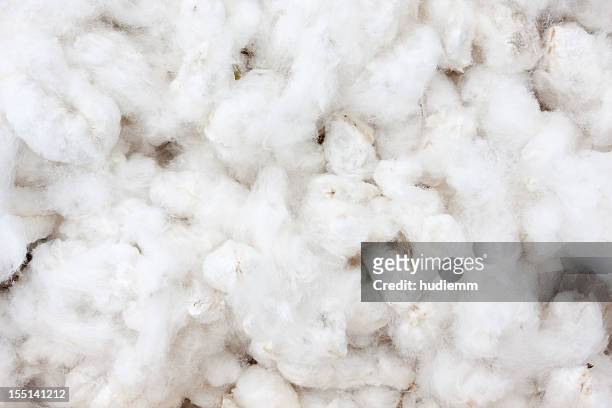 culturas de algodão - planta do algodão imagens e fotografias de stock