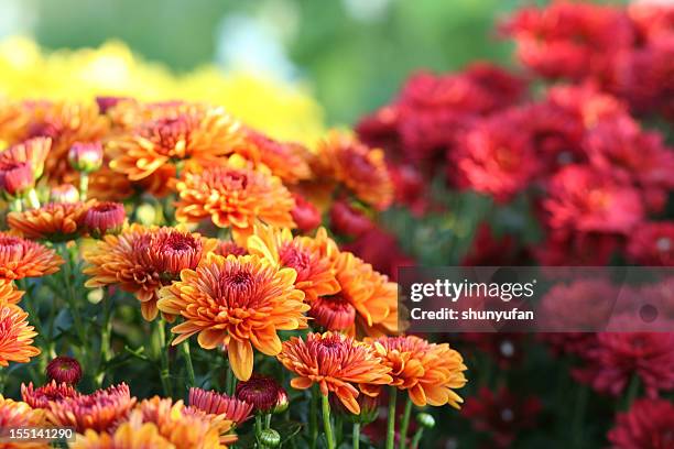 natur: chrysantheme - chrysantheme stock-fotos und bilder
