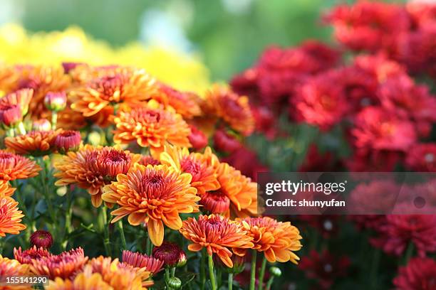 nature: chrysanthemum - close up of mushroom growing outdoors stockfoto's en -beelden