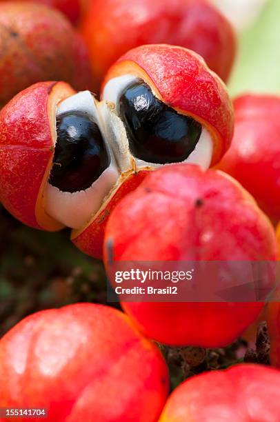 guarana fruit resembling eyeballs - guarana stock pictures, royalty-free photos & images