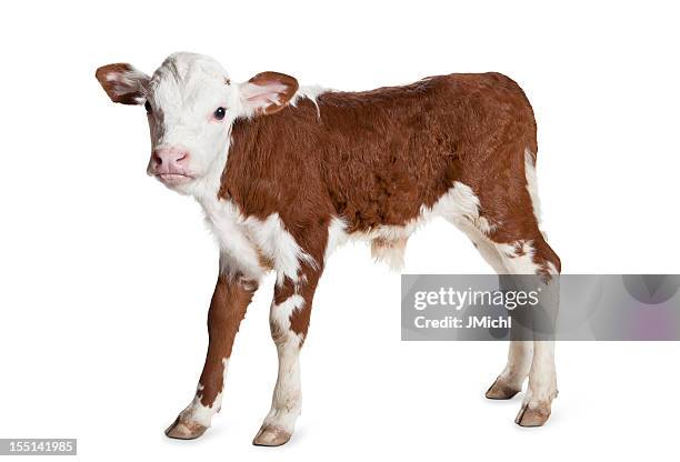 brown and white hereford calf on a white background - calf stock pictures, royalty-free photos & images