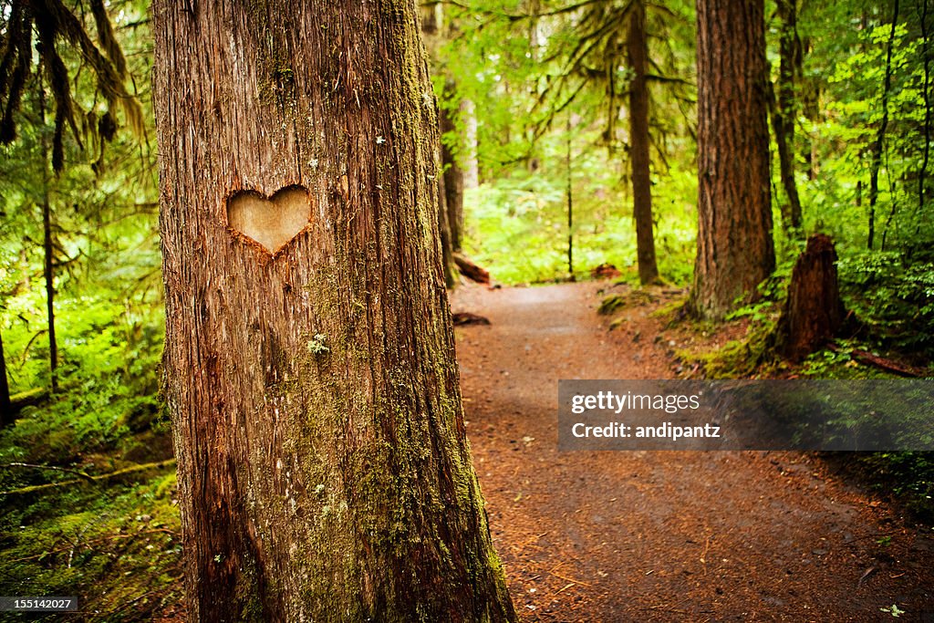 Heart shape carved into a tree along a forest path