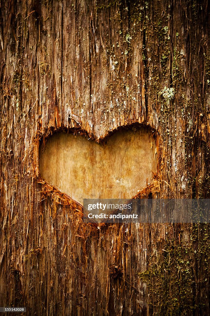 Símbolo do Coração de amor com uma árvore na floresta