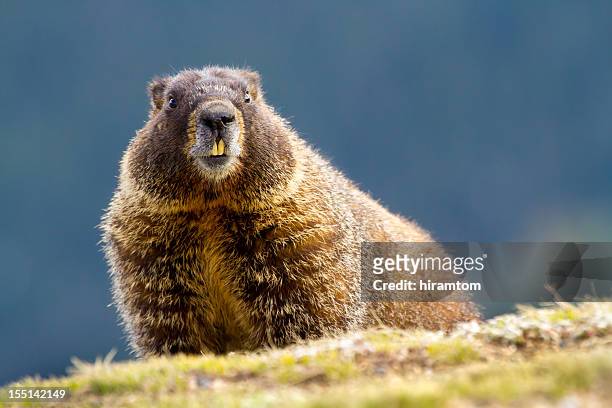 marmota de vientre amarillo, marmota flaviventris - woodchuck fotografías e imágenes de stock