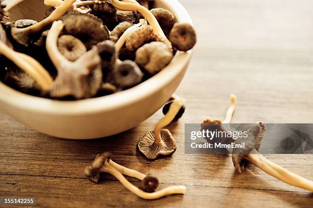 funnel chanterelles - cantharellus tubaeformis stock pictures, royalty-free photos & images
