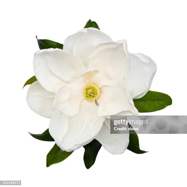 magnolia - flowers isolated stock pictures, royalty-free photos & images