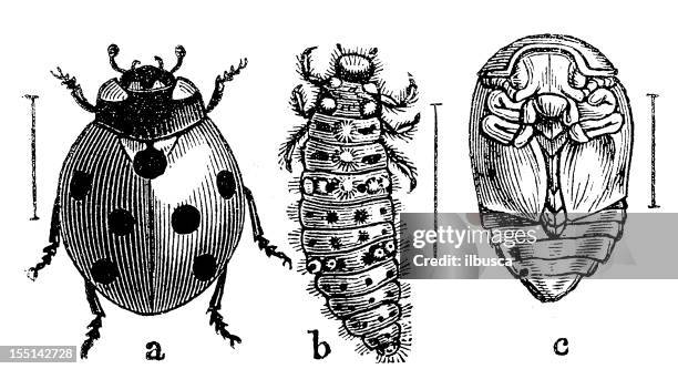 ilustrações de stock, clip art, desenhos animados e ícones de o joaninha de sete (coccinella septempunctata - joaninha