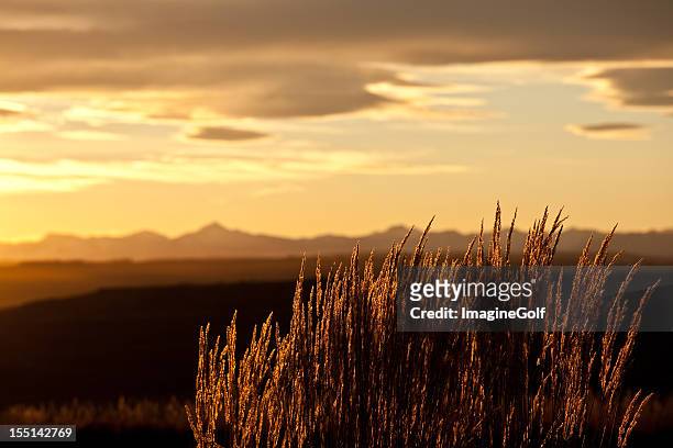 mountain grass backlit in the rockies - alberta prairie stock pictures, royalty-free photos & images