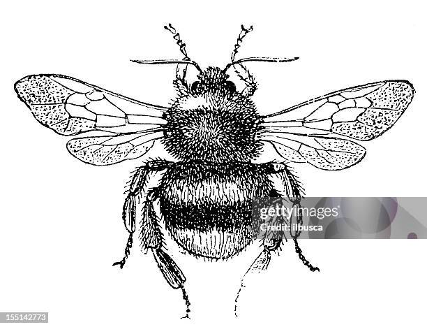 ilustraciones, imágenes clip art, dibujos animados e iconos de stock de gamuza-cola moscardón (bombus terrestris - bumblebee