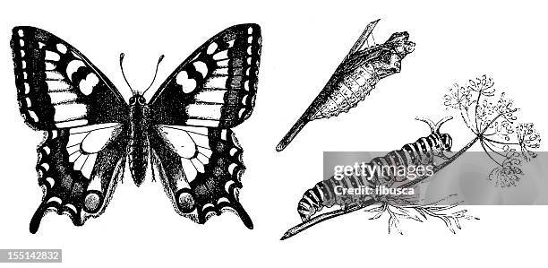 stockillustraties, clipart, cartoons en iconen met old world swallowtail (papilio machaon) - butterfly cocoon