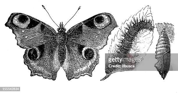 ilustraciones, imágenes clip art, dibujos animados e iconos de stock de pavo real europea (inachis io - mariposa numerada