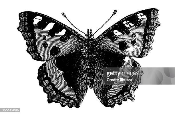 kleiner fuchs (aglais urticae - small tortoiseshell butterfly stock-grafiken, -clipart, -cartoons und -symbole