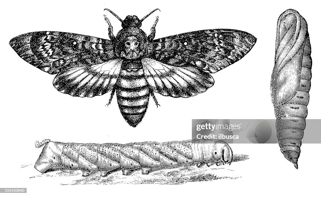 Death's-head Hawkmoth (Acherontia Atropos)
