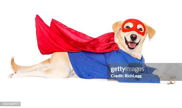 superhero dog - pet clothing stock pictures, royalty-free photos & images