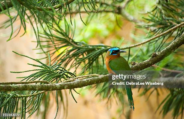 tropical bird - tobago bildbanksfoton och bilder