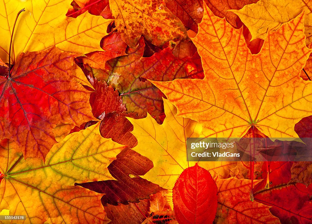 Autumnal maple leaves background