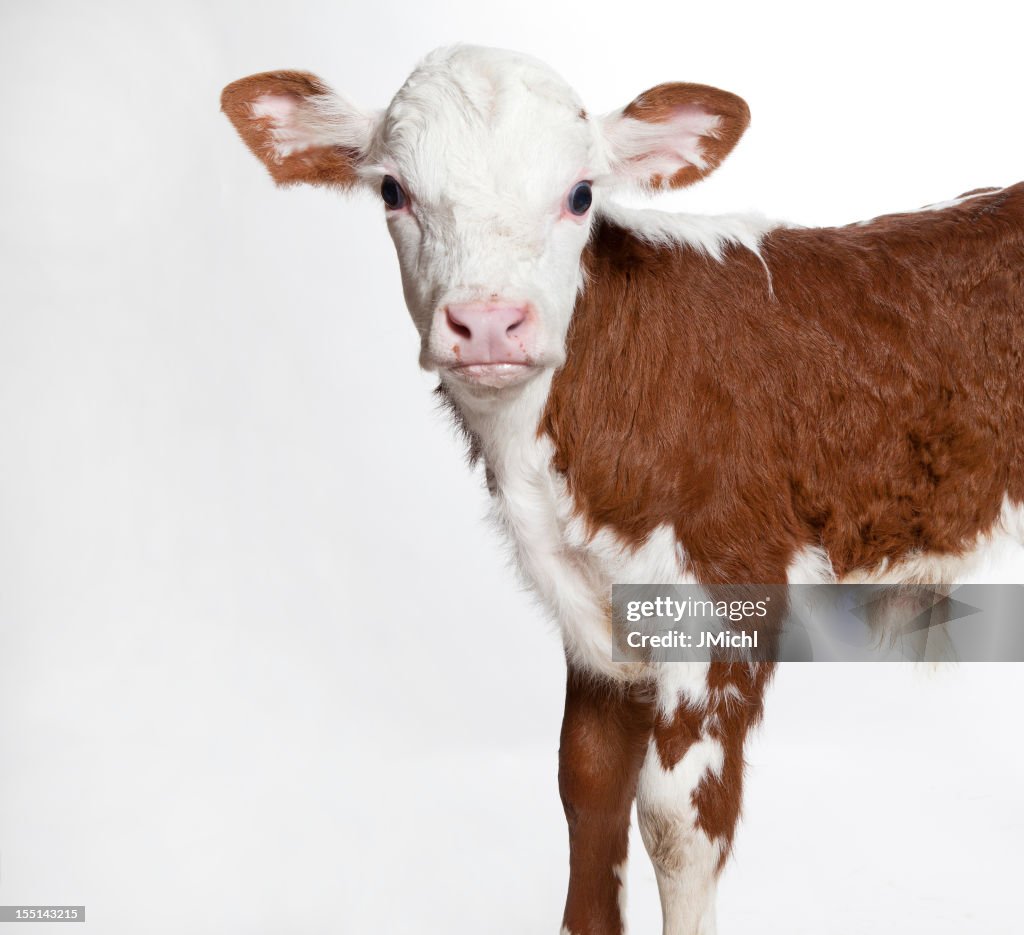 Front half of a Hereford calf looking at the camera