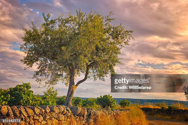 albero di ulivo - olive tree foto e immagini stock