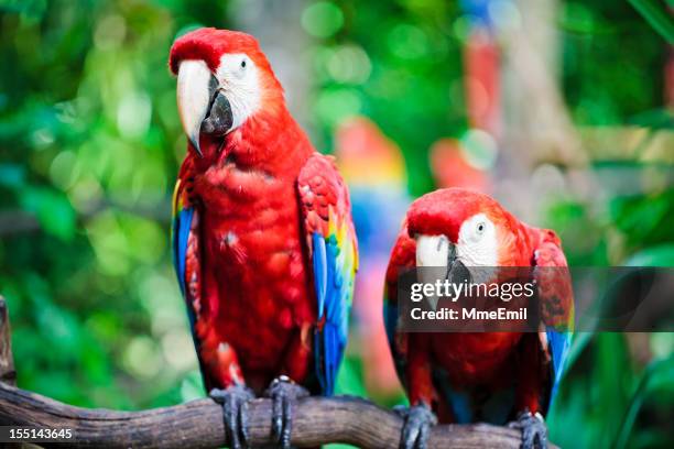 scarlet macaws - parrots - parrot stock pictures, royalty-free photos & images