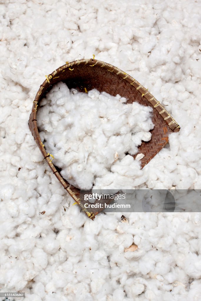 Cotton harvesting