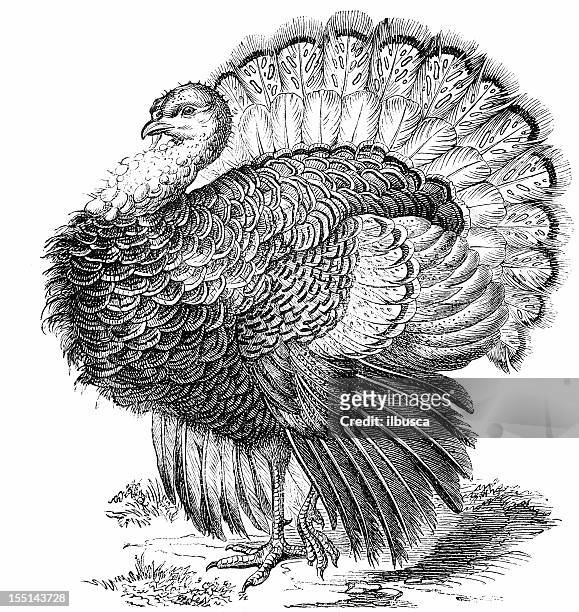 wild turkey (meleagris gallopavo - old fashioned thanksgiving stock-grafiken, -clipart, -cartoons und -symbole