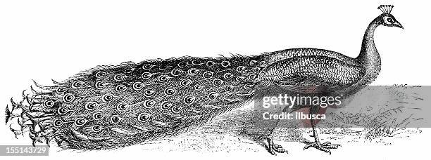 blue peafowl (pavo cristatus - pfau stock-grafiken, -clipart, -cartoons und -symbole