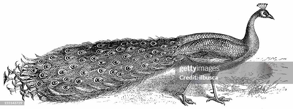 Bleu Peafowl (Pavo Cristatus