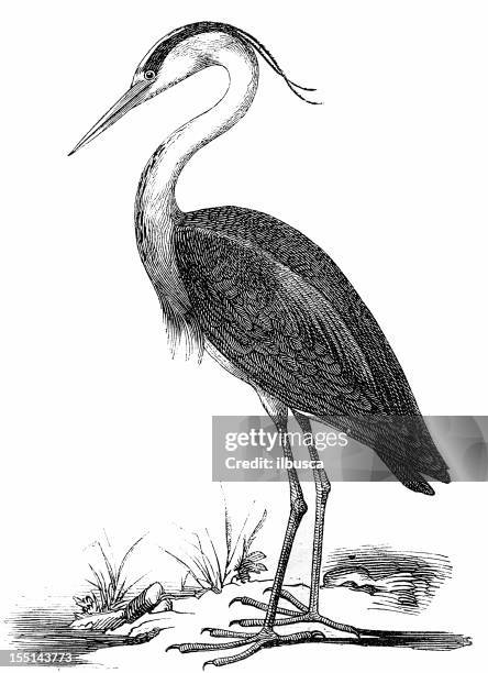 grey heron (ardea cinerea) - gray heron stock illustrations