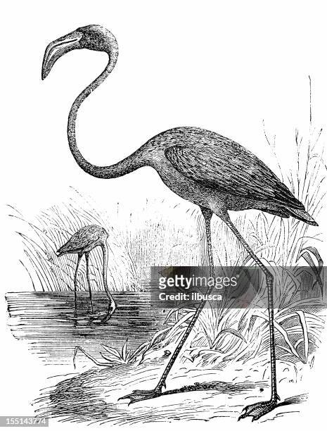 greater flamingo (phoenicopterus roseus - greater flamingo stock-grafiken, -clipart, -cartoons und -symbole