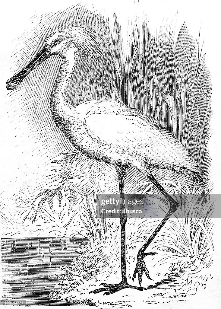 Águia-colhereiro ou frequentes (Platalea Leucorodia