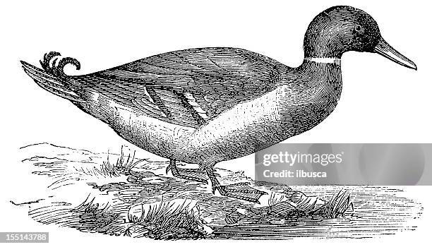 illustrations, cliparts, dessins animés et icônes de colvert ou de canard sauvage (anas platyrhynchos - water bird