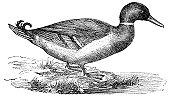 Mallard or Wild Duck (Anas Platyrhynchos)