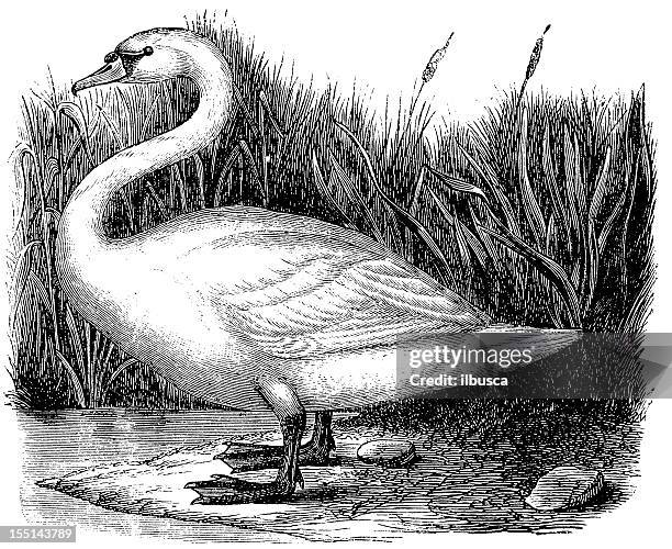 whooper swan (cygnus cygnus) - swan stock illustrations