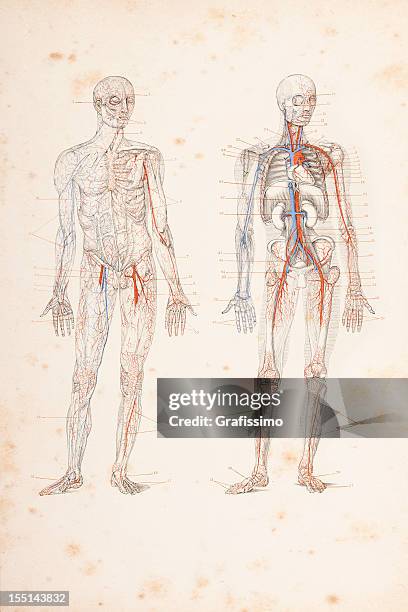 stockillustraties, clipart, cartoons en iconen met engraving blood circulation in human body 1882 - cardiovascular system