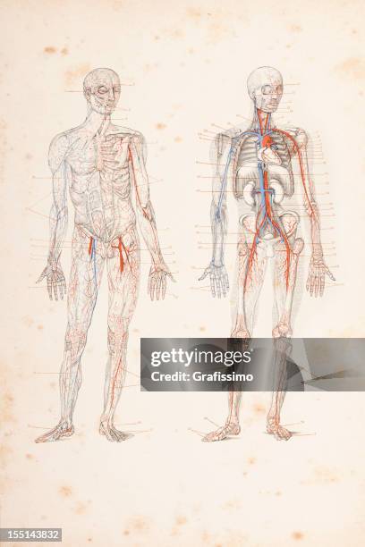 ilustrações, clipart, desenhos animados e ícones de entalhes a circulação sanguínea em corpo humano 1882 - sistema circulatorio