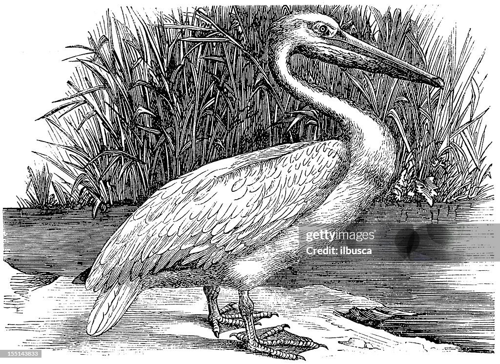 Great White Pelican (Pelecanus Onocrotalus)