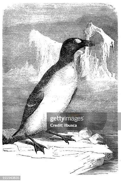 great auk (pinguinus impennis) - penguin drawing stock illustrations