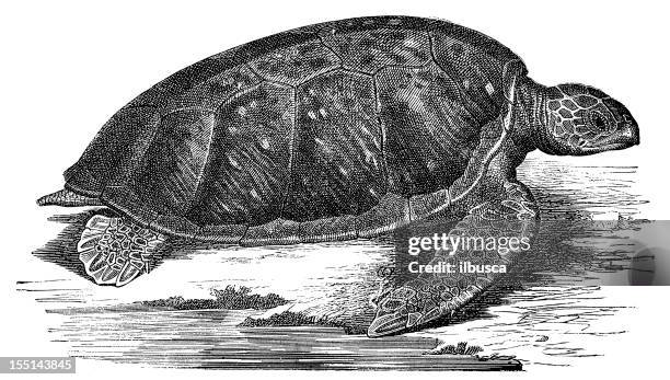 green sea turtle (chelonia mydas) - a turtles tale stock illustrations
