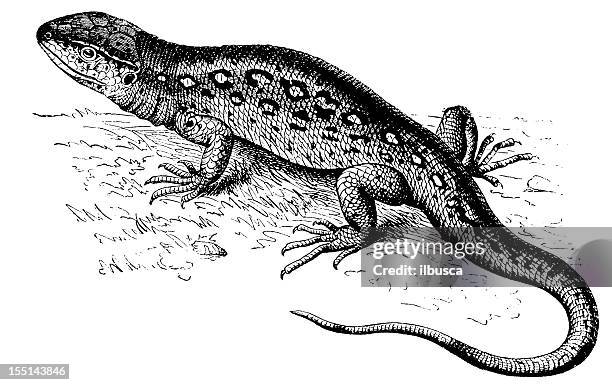european green lizard (lacerta viridis) - lacerta viridis stock illustrations