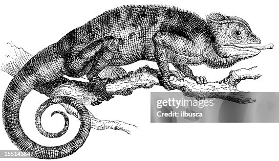 Common Chameleon (Chamaeleo Chamaeleon) Common Chameleon (Chamaeleo Chamaeleon)