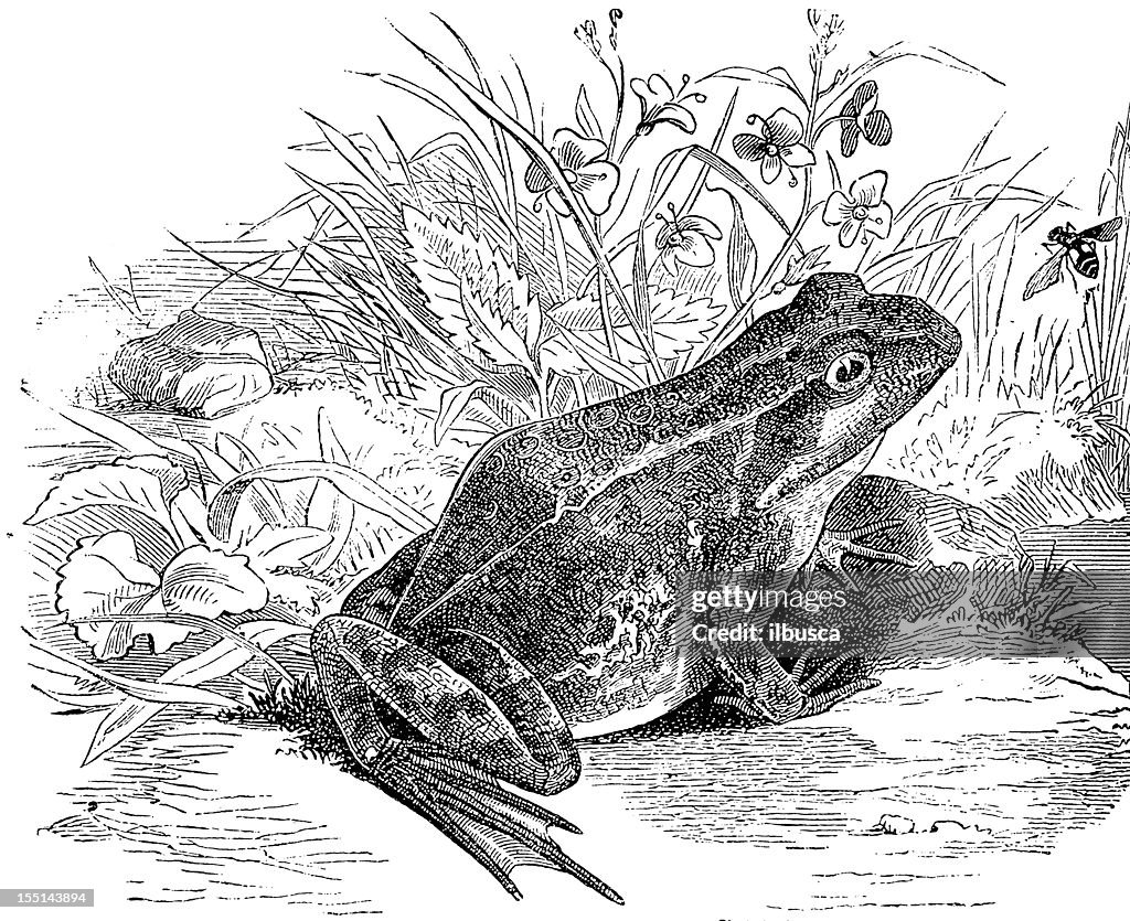 Common Frog (Rana Temporaria)