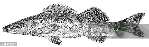 walleye (sander lucioperca) - sander stock illustrations