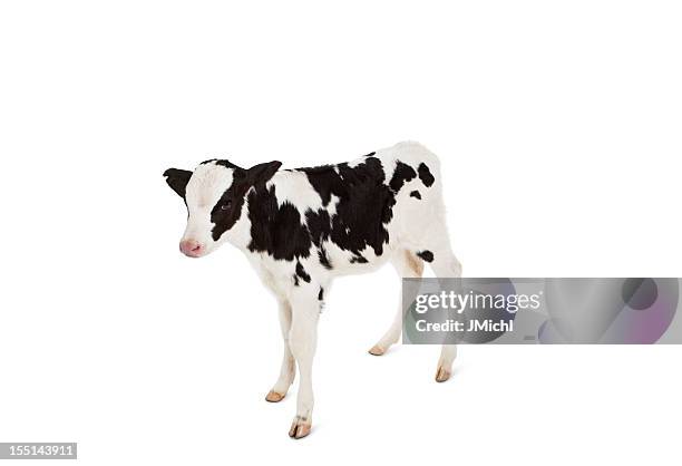holstein calf looking at camera on a white background. - calf stock pictures, royalty-free photos & images